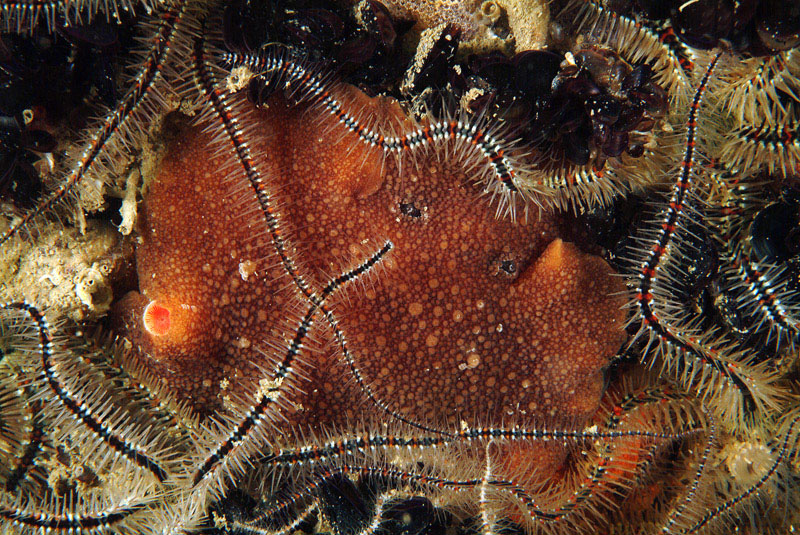 Archidoris pseudoargus